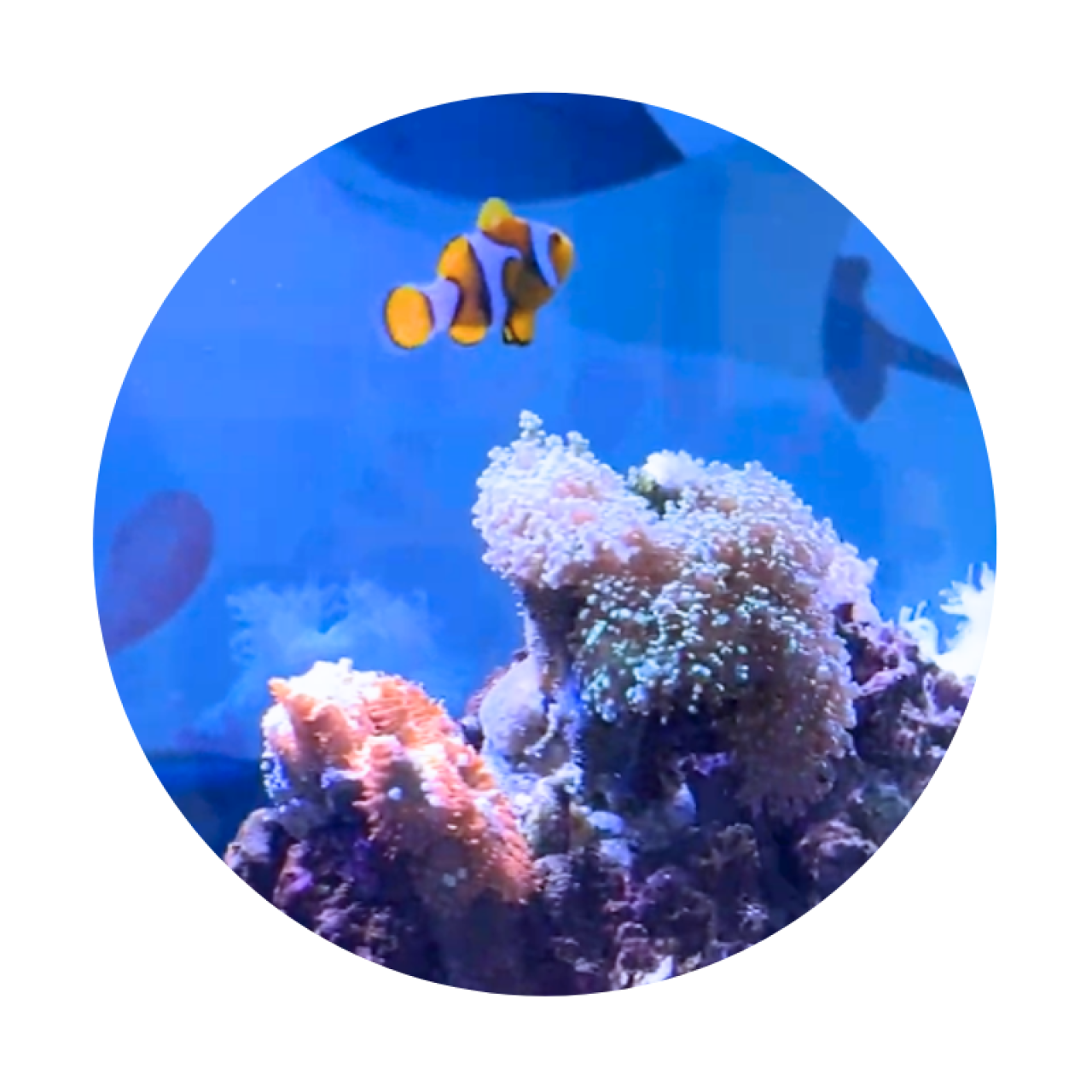海洋探知館 Sea World